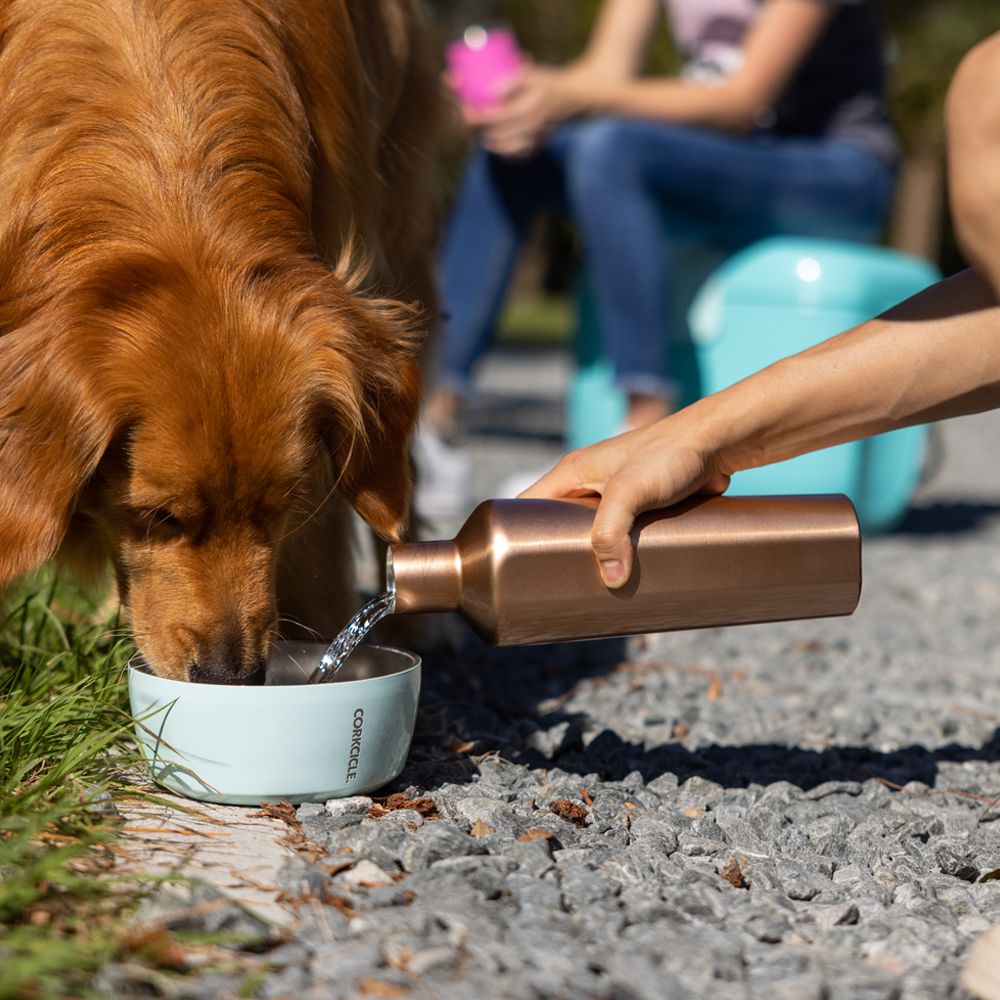 Corkcicle 16oz Dog Bowl Stainless Steel Dog Bowl Bleu | YZH-28681400